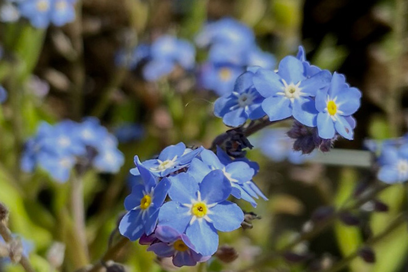 Forget me not flowers