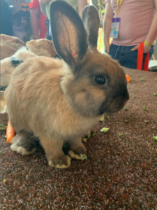 Bunny rabbit from pet therapy